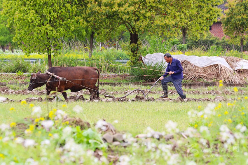 清明將至，各地農(nóng)事忙