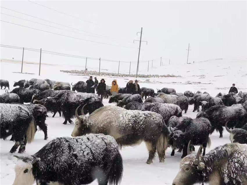 地處“云端之上”生命禁區(qū)“的農(nóng)行石渠支行80后青年益西多吉說(shuō)”今年疫情流行，大伙冒雪下鄉(xiāng)送金融服務(wù)，新年首日就為農(nóng)戶(hù)發(fā)放了3000多萬(wàn)元，點(diǎn)亮百姓牦牛致富夢(mèng)，疫情終將過(guò)去，筑夢(mèng)春天，我們協(xié)力點(diǎn)燃牧民發(fā)展信心“.jpg