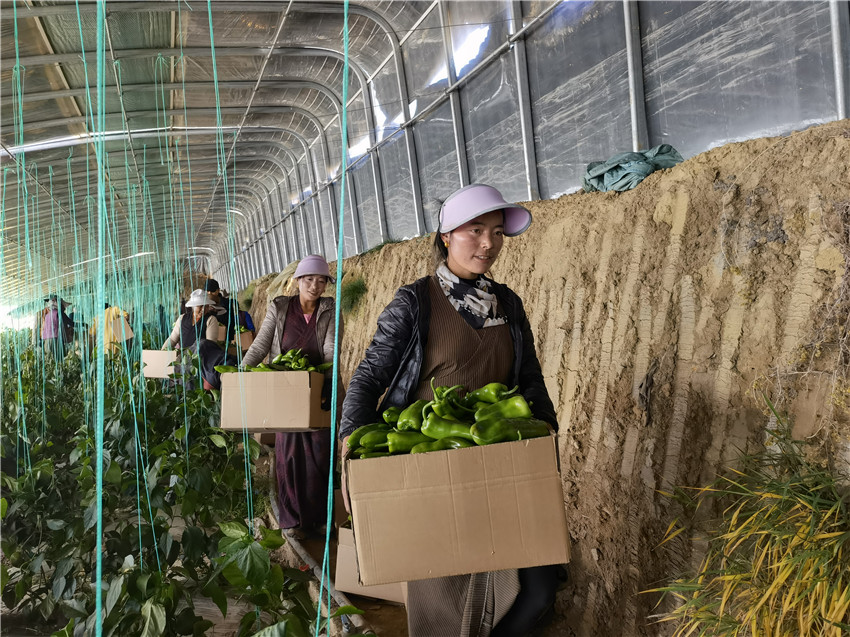 基地青椒.jpg 基地青椒.jpg