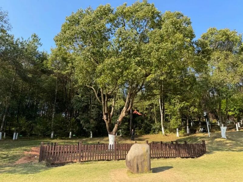 習(xí)近平同志為福建省長汀縣水土保持科教園捐種的香樟樹。圖源：學(xué)習(xí)時報